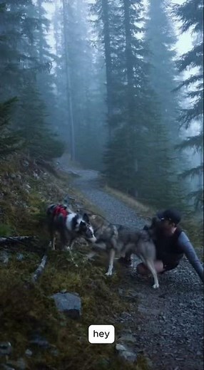 Wolf Attacks Dog During Walk! 😱 Caught on Camera