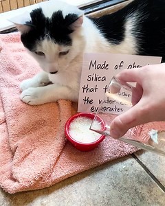 335 reactions · 90 shares | The most innovative solution to your litter box problems. | PrettyLitter | Facebook