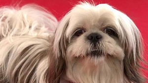 Celebrity canines get teeth into awards at film festival