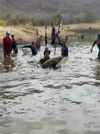Francisco Ronaldo Souza on Instagram: "TRÊS Pirarucus Gigantes são capturados em Água Nova RN. Na manhã deste sábado 17/01, Pescadores de Água Nova, capturaram três pirarucus, os quais cada um pesava mais de 100 kg, medindo mais de 1.70."