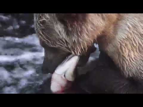 Brown Bear with four cubs - Anan Creek, Tongass National Forest, Alaska