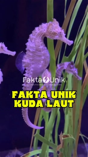 fakta unik tentang hewan kuda laut #feedshorts #kudalaut #faktaunik