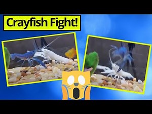 Crayfish Fighting in Tank: White Crayfish Fights Blue Crayfish