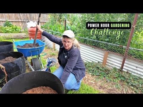 DIY Barrel Planters for Urban Veggies Sweet Potato Corn Pumpkin & Lettuce