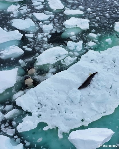 Pod of Killer Whales check out a Leopard Seal on a large ice floe in Antarctica. 📷 @richardsidey #Orca #killerwhale #leopardseal #animalshunting #antarctica