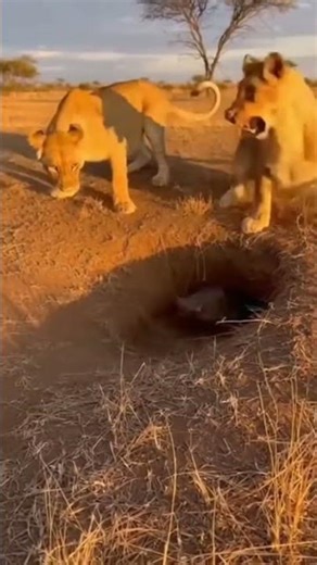 warthog with lions funny moments 🤣🤣