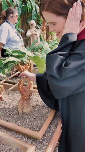 Harry Potter Mandrake Plant: Origins and Uses