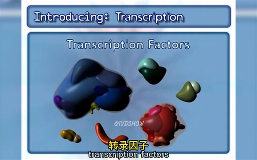 什么是转录？RNA是如何从DNA模板中产生的？关键因素有哪些？