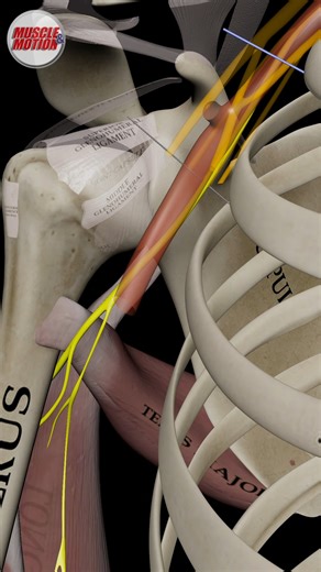 🚨 New on Muscle and Motion! 🚨 The Brachial Plexus explained like never before! With crystal-clear explanations and stunning 3D animations, every nerve branch and pathway comes to life. No more jumping between multiple sources—we’ve done the work for you. From motor innervation to sensory innervation, explore every nerve with unmatched detail. This video is part of the Theory section and is available across all our apps. Main menu > Theory > Nerves Anatomy. Muscle and Motion makes anatomy simpl