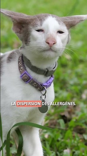 5 hypoallergenic cat breeds 🐈🧡 #CatAllergies #SHORTS
