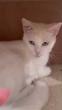 Meet Coco -Darbster Kitty