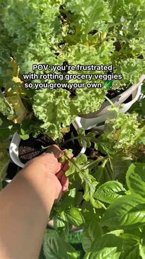 Urban Farmer TV | Check the LINK IN BIO 🔗 for a beginner friendly method to start your mini farm . . . Raise your hand if you, too, buy veggies only to... | Instagram