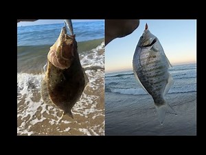 Surf fishing for barred surf perch and halibut in Ventura county