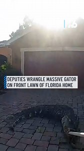 Lee County deputies wrangled a surprise visitor: a 9 foot alligator found lounging in a front yard. The moment was caught on camera by the Sheriff's Office. #leecounty #floridagator #alligatorsighting | NBC 6