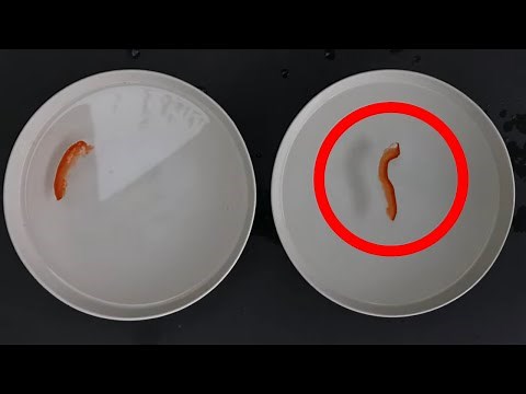 Watch GMO Tomato Swim in Saltwater - The Fish Gene Effect Exposed!