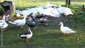 Domestic ducks on the farm. Care and breeding of ducks.
