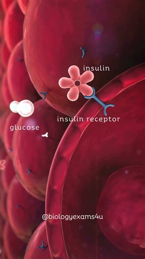 Insulin Receptor Pathway Animation