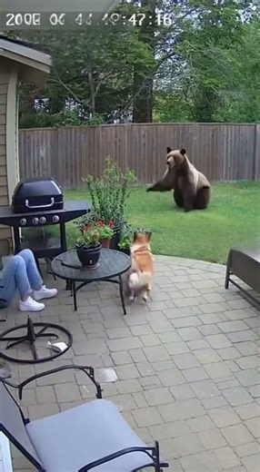 Woman in Extreme Danger… Hero Dog Rushes In! #BraveDog #AnimalHeroes