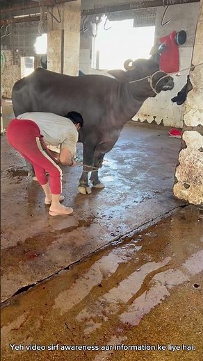 Gosht Ka Safar 🐄➡️🍖 | Slaughter House Process Explained | Awareness Video