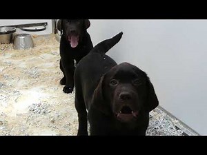 Labrador pups te koop - chiots à vendre