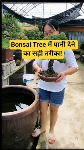 Are you watering your bonsai tree correctly?