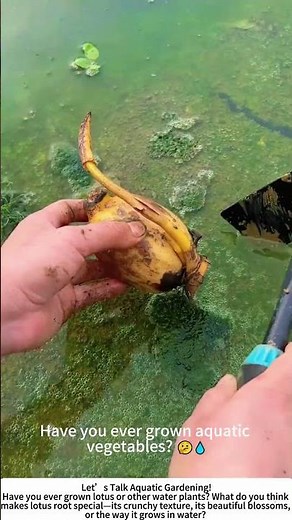 Planting Lotus Roots in a Pond – A Step Toward a Beautiful Harvest! 🌸🌊