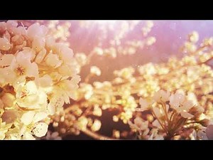 Vintage Spring - Free 4K Motion Background - Instant Download