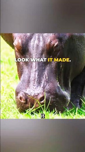The truth about a hippo's 'blood sweat'. #shorts #wildlife #hippo