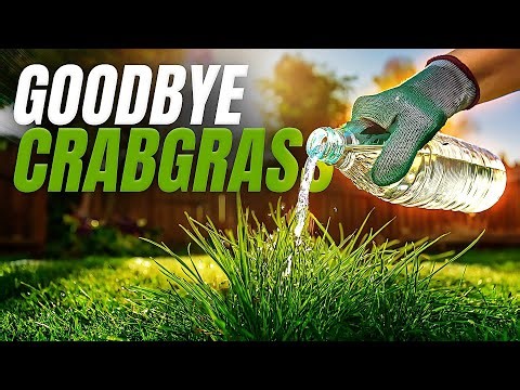 Kill Crabgrass Naturally With This Handy Kitchen Essential