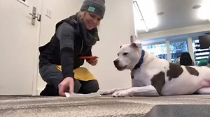 At ClickerExpo, Laura Monaco Torelli - Animal Behavior Training Concepts will share her approach on how to train behaviors that profoundly change the vet and groomer experience. Watch the video below, as she cleverly uses a common household good to build duration in the animal and skill in the handler for the oft-dreaded nail trim. Want more ways to improve and enhance husbandry behaviors in any environment? Join us at ClickerExpo Louisville (3/13 - 3/15: http://bit.ly/2MOgnAu ) and save $25 wit