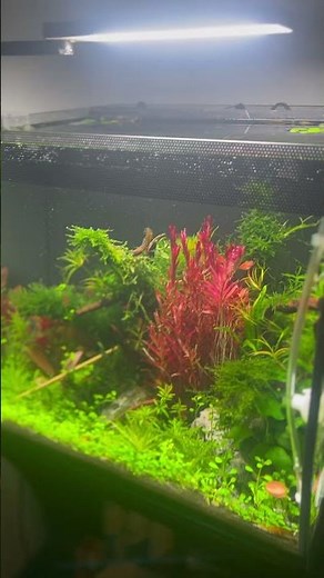 Fluval Flex 15 (57l) high tech aquascape