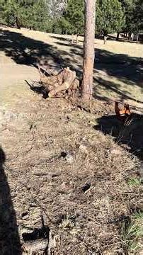 Warn winching a large tree stump up hill.