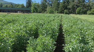 1K views · 48 reactions | A sea of fava beans!  | Territorial Seed Company | Facebook