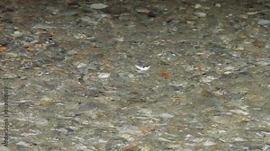 Small white seagull feather floats down shallow stream in current