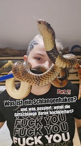 Schlangen, egal ob giftig oder ungiftig, auf dem Schlangenhaken zu handeln ist ein bewegter Prozess 😅 Die Tiere bewegen sich und man selbst sich mit ihnen, um sie zu führen, zu lenken. Das ist nicht immer einfach und vor allem nicht immer so ruhig und entspannt wie hier im Video! Daher ist es wichtig, dass Halter vor allem giftiger Tiere im richtigen Handling geschult sind und wissen, was zu tun ist, wenn zb. die Schlange den Haken hochkriecht oder hektisch wird! 😊 . _ . #Schlange #giftschlang