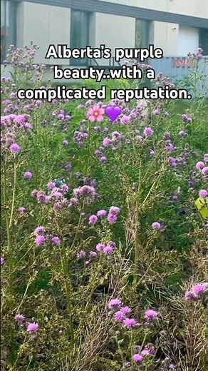 Canada thistle 🌸 | Beautiful, hardy & highly invasive #naturelovers