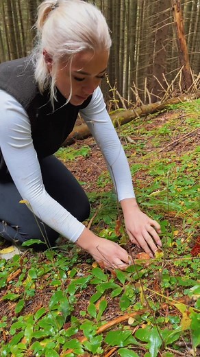 Mushroom Foraging Tips in the Forest
