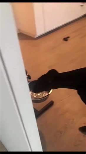 Dogs cute 🥰 #DogTalks #PuppyLove #DogOwners #CuteDogs #DogLife