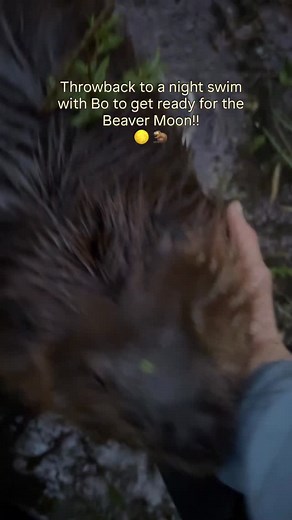 Tonight’s full moon, 🌕 🦫the Beaver Moon, is the brightest and largest of the year, a supermoon glowing up to 30% brighter than usual as it reaches its closest point to Earth. This moon gets its name from the season when beavers work around the clock to prepare for winter. They are busy patching dams, gathering branches, and sealing their lodges before the freeze. Beneath this brilliant light, wetlands stir with life as nocturnal animals forage, migrate, and respond to the moon’s gentle pull. �