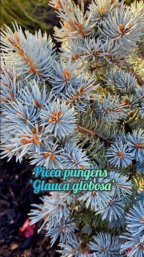 Picea pungens ‘Glauca Globosa’ aka ‘Colorado Globe Blue Spruce’ … #conifer #evergreen #spruce