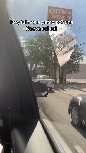 Comprando Cuyos: Guía de Compras y Cuidados en Petco y Tianguis