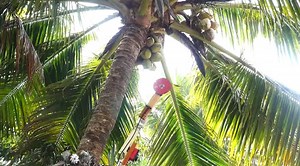 This robotic coconut tree climber and harvester could save lives