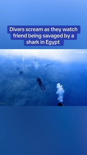 Shocking Shark Attack Captured During Scuba Dive in Egypt