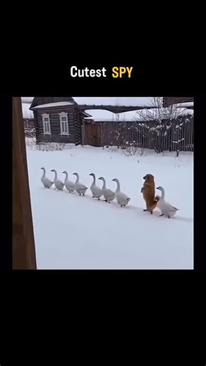 instinctnexus on Instagram: "In a snowy backyard, a small dog walks upright on its hind legs through the deep snow. It is followed by a line of several white geese walking behind it in a single-file line. The dog and geese walk from one side of the yard to the other. The dog then turns around and walks back the other way, still on its hind legs, and the geese turn and follow it again. The dog and geese continue to walk in a line through the snow, with the dog leading the way. The video is set to