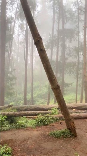 ost in the Pine Forest 🌲 | Peaceful Nature Walk, Fresh Air & Forest Vibes | Travel Vlog Short