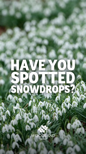 Have you seen snowdrops near you? 🔍 They generally flower from January to March. In warmer winters, they can be seen in November or December ❄️⁠ Look for snowdrops in broadleaved woodland and along riverbanks as well as parks, gardens and meadows 🌳 | The Woodland Trust