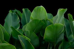 Calathea Lutea Plant Care | Plantly