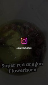 The Flowerhorn cichlid is a hybrid freshwater fish celebrated for its vibrant colors, unique patterns, and distinctive nuchal hump on its head. Known for its interactive and curious personality, this fish thrives in spacious tanks with clean water and a protein-rich diet. Flowerhorns are considered symbols of luck and prosperity in many cultures, making them a popular choice among aquarists seeking both beauty and character in their aquatic pets. #Flowerhorn #FlowerhornCichlid #AquariumFish #Cic