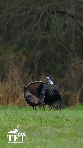 Turkeys For Tomorrow on TikTok