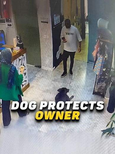 Loyal Dogs Protecting Their Owners | Heartwarming Compilation